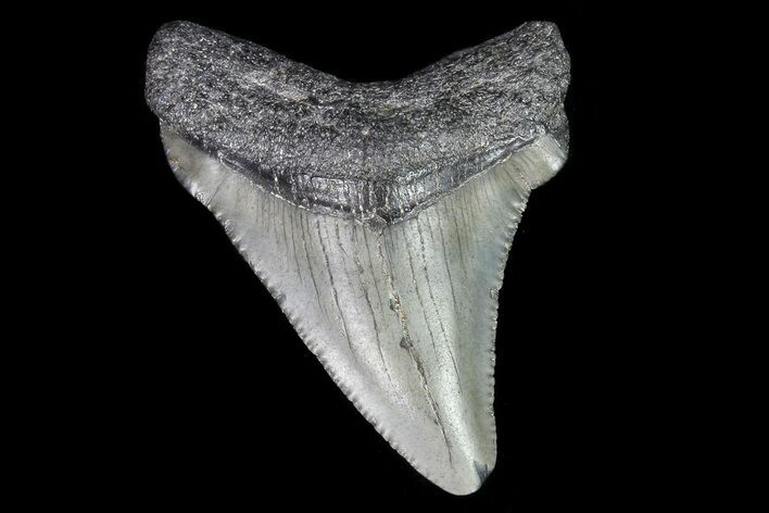 Juvenile Megalodon Tooth - Georgia #75447